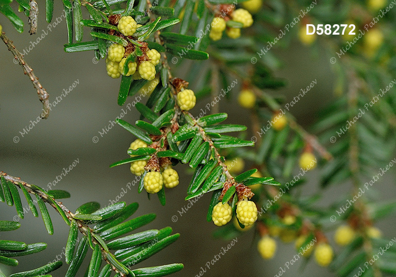 Eastern Hemlock (Tsuga canadensis)